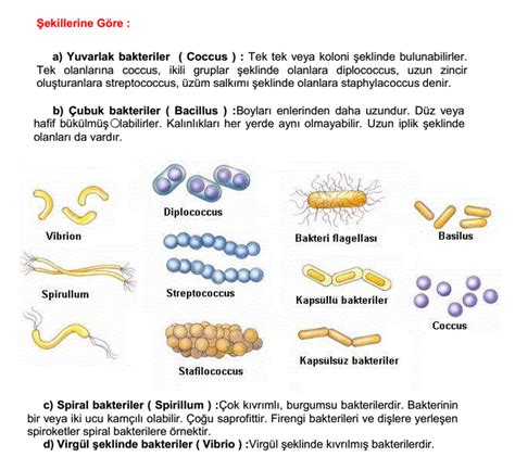 bakteri isimleri ve özellikleri